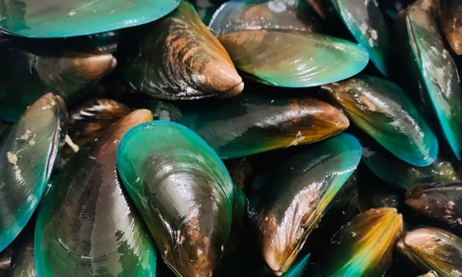 കല്ലുമ്മക്കായയുടെ ജനിതകരഹസ്യം കണ്ടെത്തി സി.എം.എഫ്.ആർ.ഐ