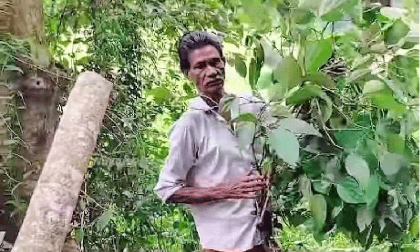 പള്ളിവയലിൽ കാട്ടാന ശല്യം രൂക്ഷം പള്ളിവയലിൽ കാട്ടാന ശല്യം രൂക്ഷം