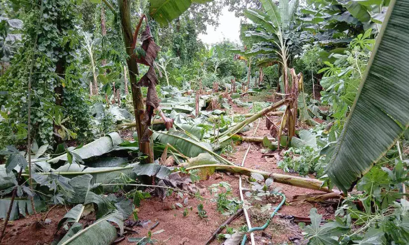 മഴയിൽ നഷ്ടം 4502 കർഷകർക്ക്