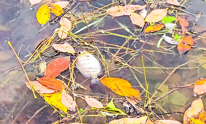 നെയ്യാറിന്‍റെ തീരത്തും റിസര്‍വോയറുകളിലും മീനുകൾ ചത്തുപൊങ്ങുന്നു