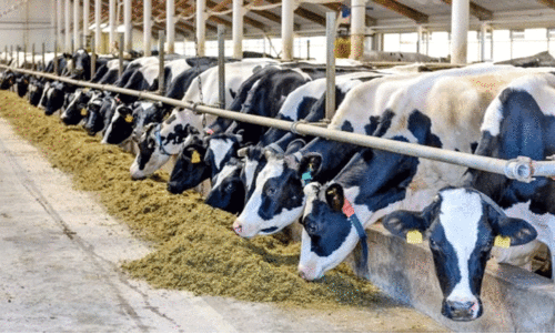 ലൈ​വ്സ്റ്റോ​ക്ക് ഫാ​മു​ക​ൾ​ക്ക് ലൈ​സ​ൻ​സ് എ​ങ്ങ​നെ നേ​ടാം?