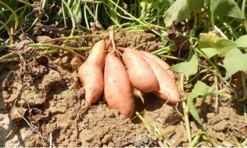 Sweet potato