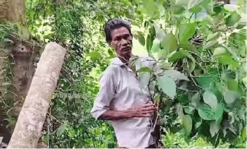 പള്ളിവയലിൽ കാട്ടാന ശല്യം രൂക്ഷം