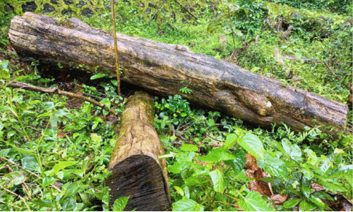 ആനമതിൽ നിർമാണ മറവിൽ ആറളത്ത് 17 മരങ്ങൾ മുറിച്ചു ആനമതിൽ നിർമാണ മറവിൽ ആറളത്ത് 17 മരങ്ങൾ മുറിച്ചു