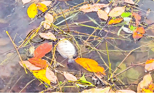 നെയ്യാറിന്‍റെ തീരത്തും റിസര്‍വോയറുകളിലും മീനുകൾ ചത്തുപൊങ്ങുന്നു