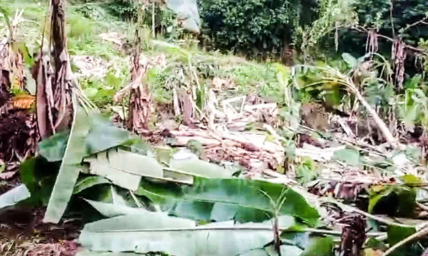 Banana plantation destroyed by wild elephant