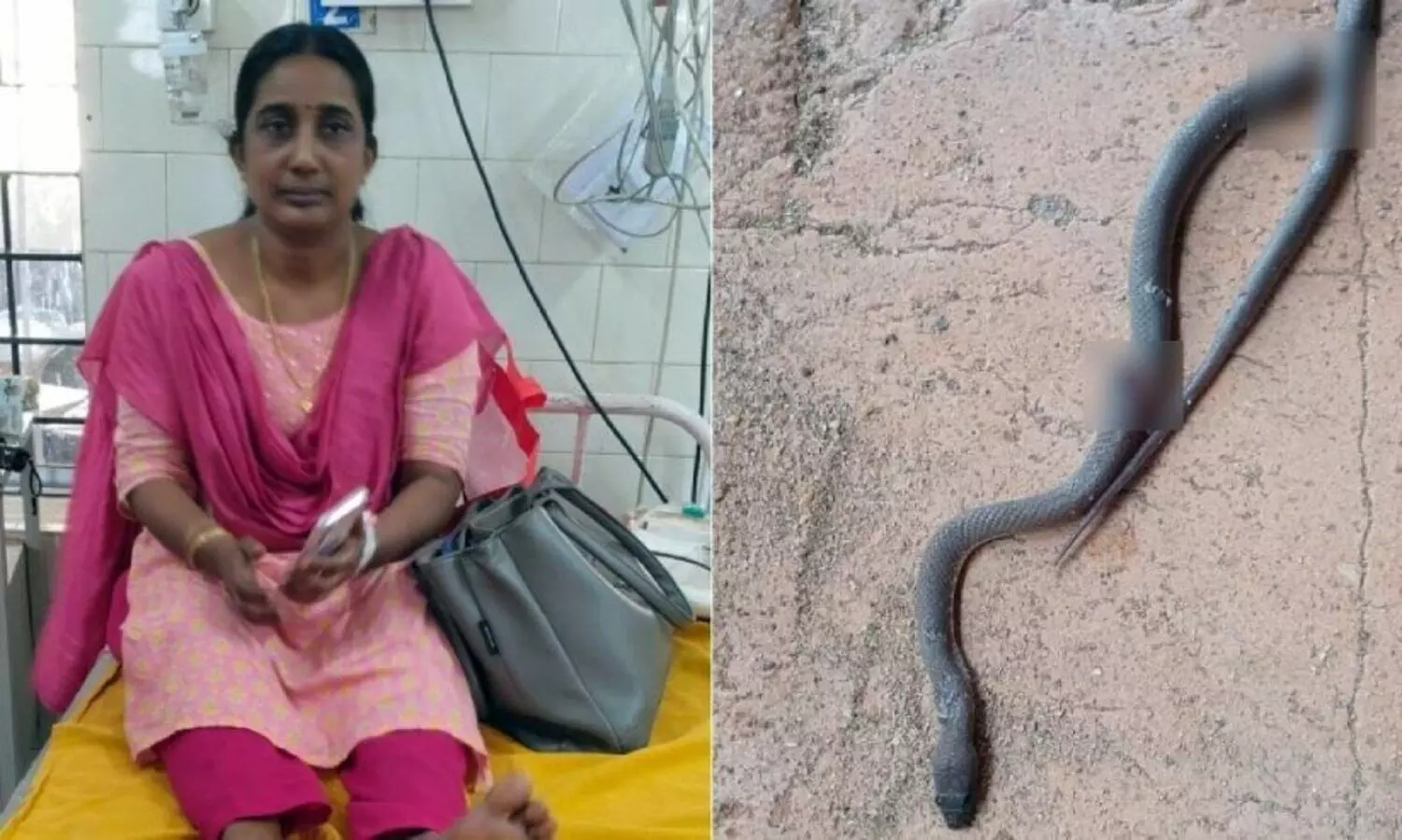 കാസർകോട് സ്‌കൂൾ വരാന്തയിൽ അധ്യാപികയെ പാമ്പ് കടിച്ചു