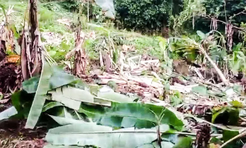 Banana plantation destroyed by wild elephant Banana plantation destroyed by wild elephant
