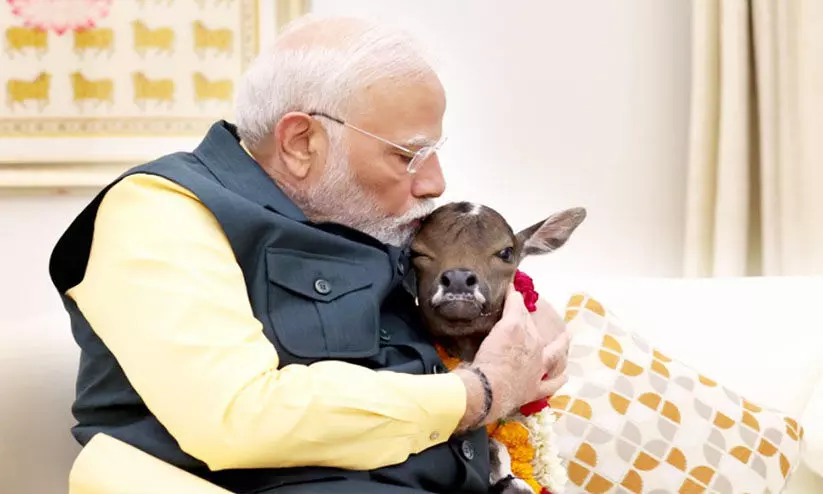 ജമ്മു കശ്മീരിലെ റാലിക്ക് തൊട്ടുമുമ്പ് പശുക്കിടാവുമൊത്തുള്ള ഫോട്ടോയുമായി മോദി ജമ്മു കശ്മീരിലെ റാലിക്ക് തൊട്ടുമുമ്പ് പശുക്കിടാവുമൊത്തുള്ള ഫോട്ടോയുമായി മോദി