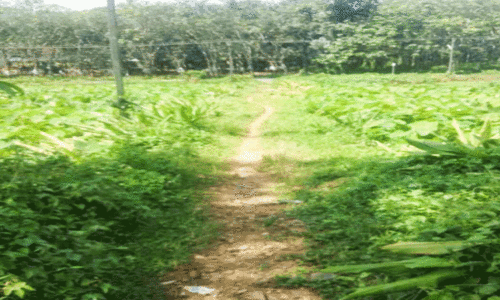 Maliyekal Padi -Thiruvabharana road Maliyekal Padi -Thiruvabharana road