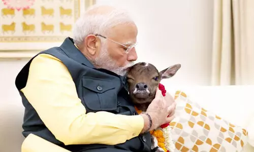 ജമ്മു കശ്മീരിലെ റാലിക്ക് തൊട്ടുമുമ്പ് പശുക്കിടാവുമൊത്തുള്ള ഫോ​ട്ടോയുമായി മോദി