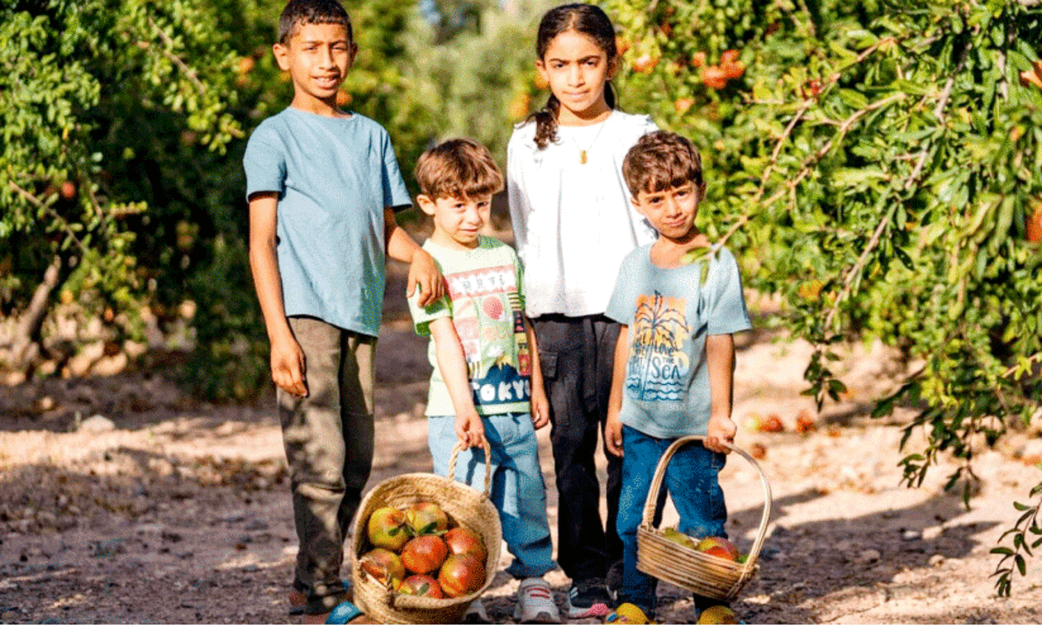 Anar harvest,