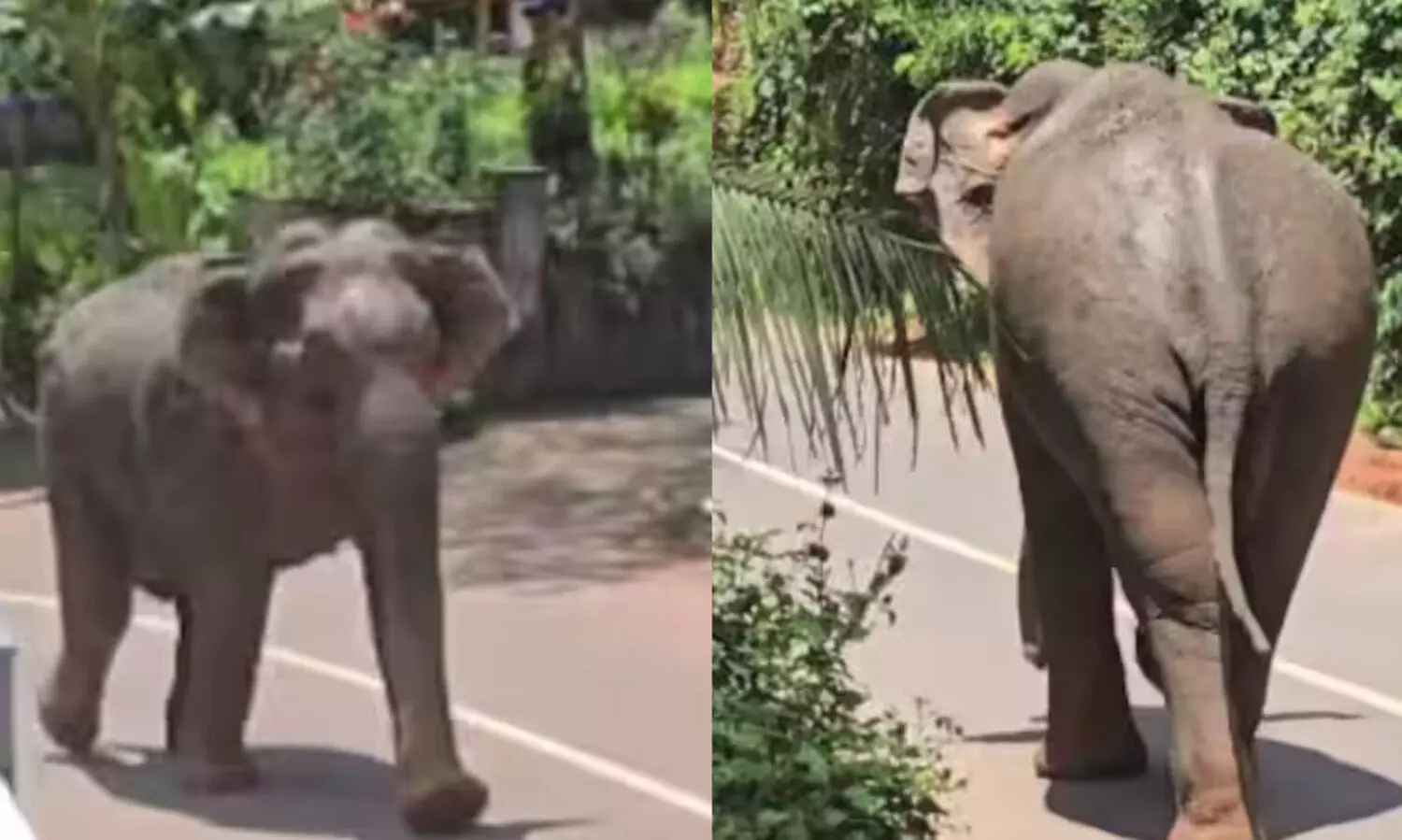 പേരാമ്പ്രയിൽ തിരുവോണ ദിനത്തിൽ കാട്ടാന ഇറങ്ങി