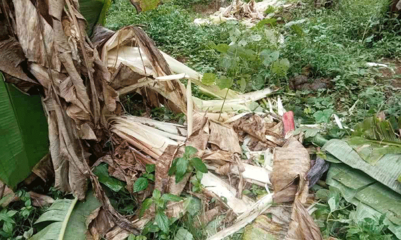 ആറളം പുഴകടന്ന് വീണ്ടും കാട്ടാന ജനവാസ കേന്ദ്രത്തിൽ വി​ള​ക്കോ​ട്, ചാ​ക്കാ​ട് മേ​ഖ​ല​യി​ലു​ള്ള​വ​ർ ആ​ശ​ങ്ക​യി​ൽ
