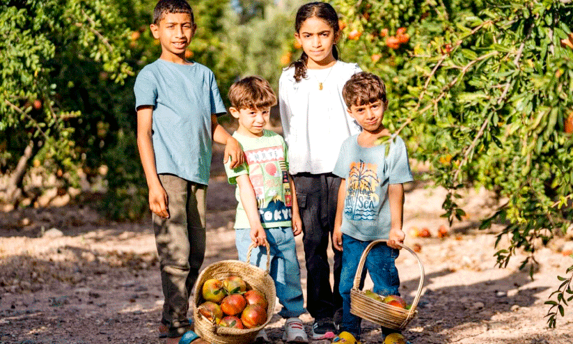 Anar harvest,