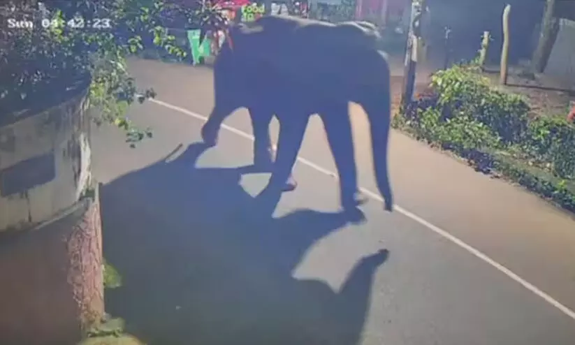 പേരാമ്പ്രയിൽ ജനവാസ മേഖലയിൽ കാട്ടാന ഇറങ്ങി; ജനം ഭീതിയിൽ പേരാമ്പ്രയിൽ ജനവാസ മേഖലയിൽ കാട്ടാന ഇറങ്ങി; ജനം ഭീതിയിൽ