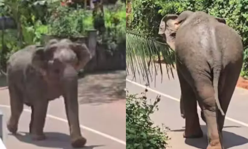 പേരാമ്പ്രയിൽ തിരുവോണ ദിനത്തിൽ കാട്ടാന ഇറങ്ങി പേരാമ്പ്രയിൽ തിരുവോണ ദിനത്തിൽ കാട്ടാന ഇറങ്ങി