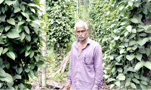 കോൺക്രീറ്റ് കാലിൽ കുരുമുളക് കൃഷി കോൺക്രീറ്റ് കാലിൽ കുരുമുളക് കൃഷി