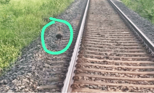 ദേശീയപക്ഷിയെ സംരക്ഷിക്കാനാളില്ല