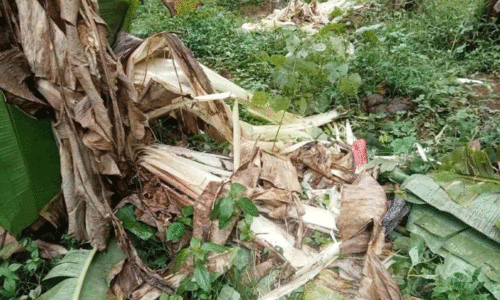 ആറളം പുഴകടന്ന് വീണ്ടും കാട്ടാന ജനവാസ കേന്ദ്രത്തിൽ വി​ള​ക്കോ​ട്, ചാ​ക്കാ​ട് മേ​ഖ​ല​യി​ലു​ള്ള​വ​ർ ആ​ശ​ങ്ക​യി​ൽ