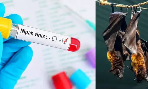 മലപ്പുറത്ത് നിപ സ്ഥിരീകരിച്ചു; മരിച്ച 24കാരന്‍റെ ഫലം പോസിറ്റീവ്