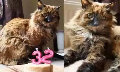 ലോകത്തിലെ ഏറ്റവും പ്രായം കൂടിയ പൂച്ച ഓർമയായി; ജീവിച്ചത് 33 വർഷം!