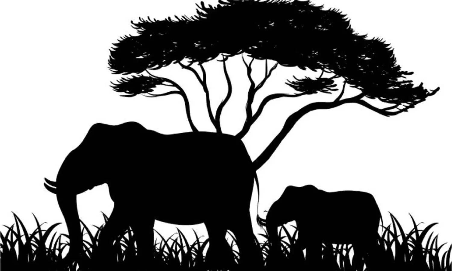 ആനക്ക്​ പിന്നാലെ പുലിയും കാട്ടുപോത്തും; ഭീതി ഒഴിയാതെ തോട്ടം മേഖല