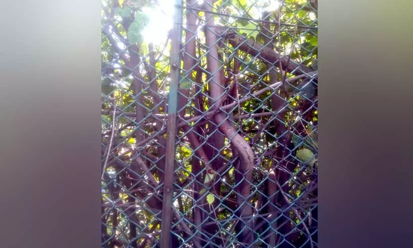 ആല്‍മരങ്ങൾ ഭീഷണി; കരമനയിലെ പഴയപാലം അപകടാവസ്ഥയില്‍