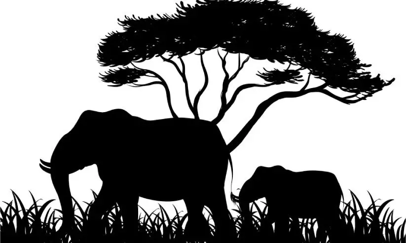 ആനക്ക്​ പിന്നാലെ പുലിയും കാട്ടുപോത്തും; ഭീതി ഒഴിയാതെ തോട്ടം മേഖല