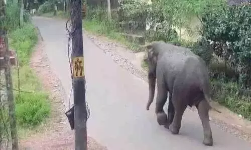 തി​രു​വോ​ണ​നാ​ളി​ൽ പേ​രാ​മ്പ്ര​യി​ൽ ഭീ​തി​പ​ര​ത്തി​യ കാ​ട്ടാ​ന കാ​ടു​ക​യ​റി