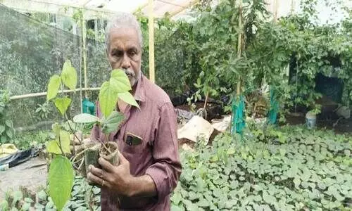 സിഗന്ധിനി കുരുമുളക് തൈകളുടെ തോഴനായി റിട്ട. കൃഷി ഓഫിസർ