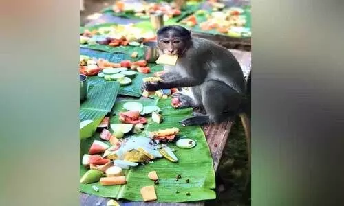 ഇടയിലക്കാട് നിത്യഹരിത വനത്തിലെ വാനരപ്പടക്ക് ഓണസദ്യ
