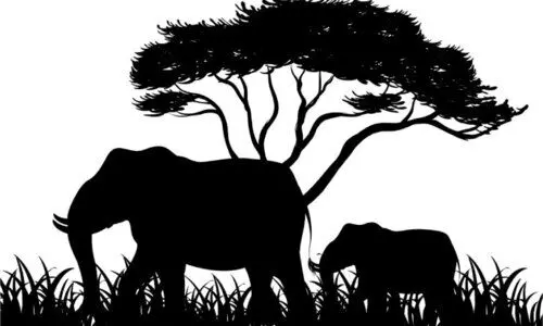 ആനക്ക്​ പിന്നാലെ പുലിയും കാട്ടുപോത്തും; ഭീതി ഒഴിയാതെ തോട്ടം മേഖല