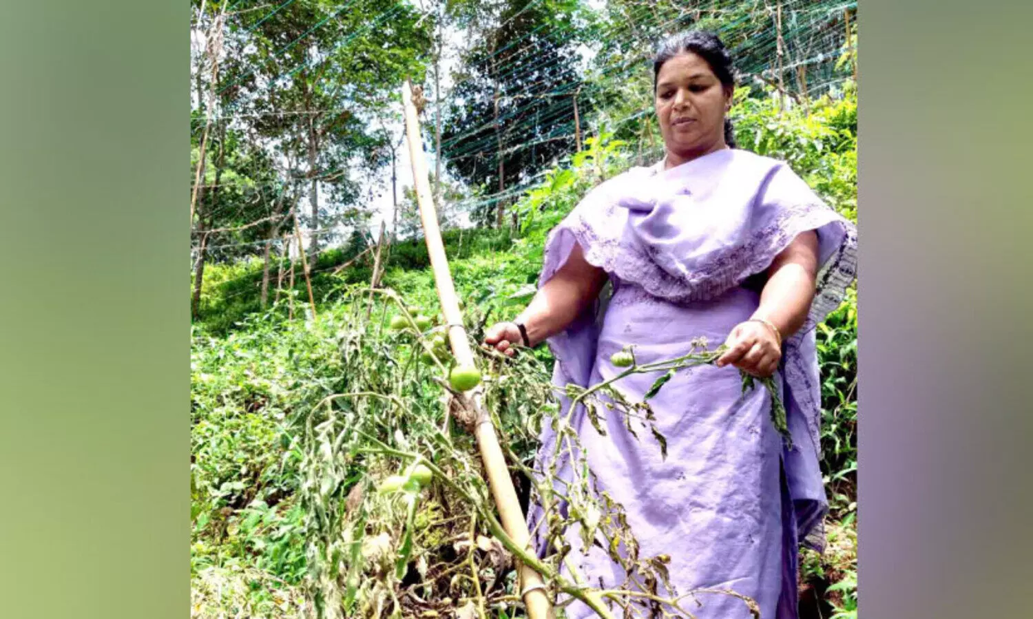 കൃഷിഭവൻ​ നൽകിയ തൈകള്‍ വാടിക്കരിഞ്ഞു