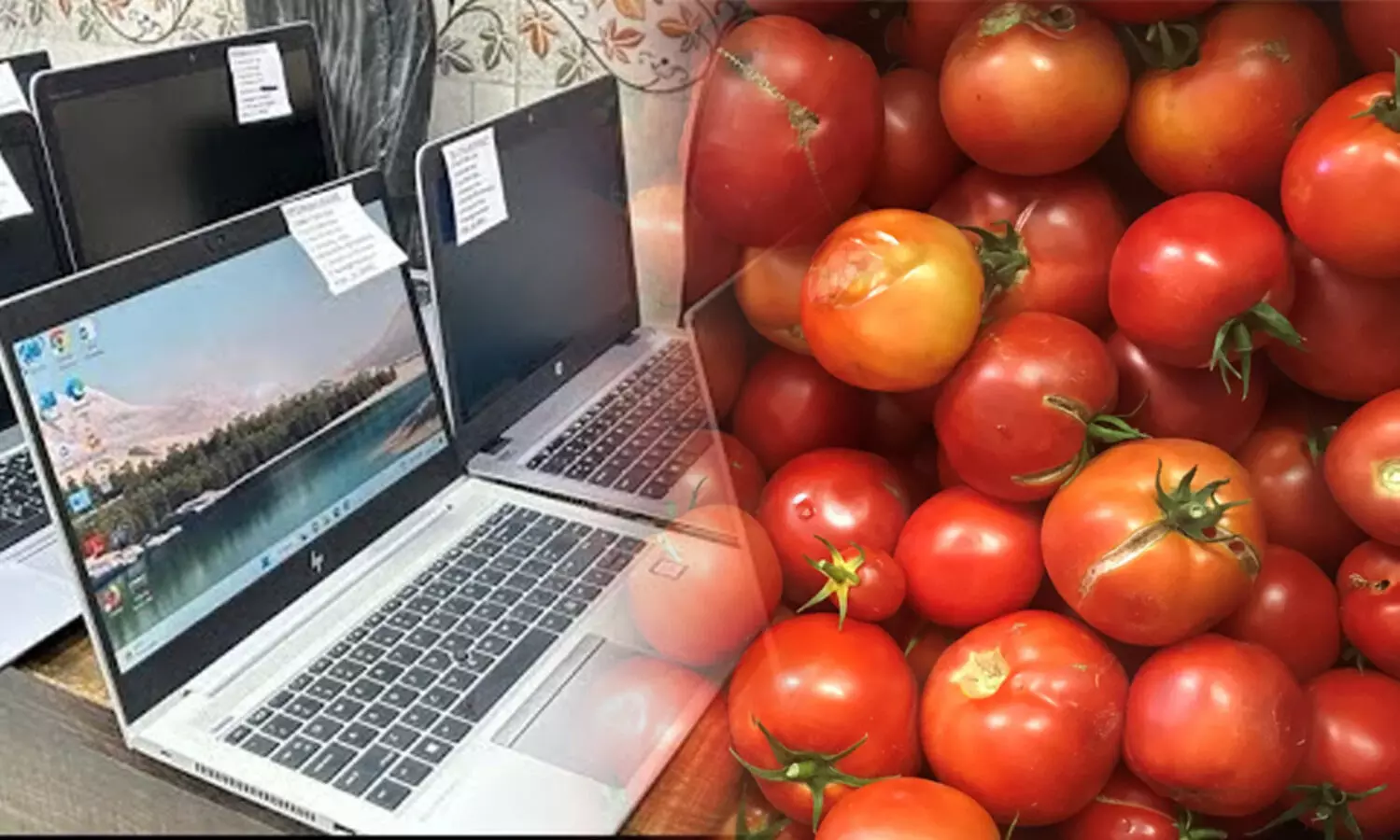 തക്കാളി കൃഷി നഷ്ടമായി; ഓഫീസിൽനിന്ന് 57 ലാപ്ടോപ്പുകൾ മോഷ്ടിച്ച് ടെക്കി