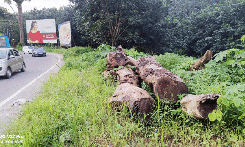 മു​റി​ച്ചി​ട്ട കൂ​റ്റ​ൻ മ​ര​ങ്ങ​ൾ ഭീഷണി; മ​ല​യോ​ര ഹൈ​വേ​യി​ൽ അപകടം പതിവ്