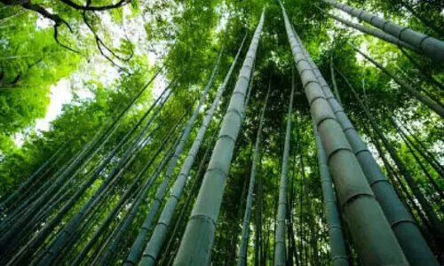 മുള: നാളത്തെ വിള