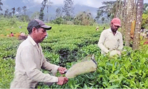 ദു​ര​ന്ത​മു​ഖ​ത്ത് അ​വ​ർ വീ​ണ്ടും ജോ​ലി​ക്കെ​ത്തി