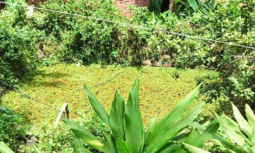 പാക്കടപ്പുറായ കുടിവെള്ള പദ്ധതി ‘കുള’മാകുന്നു പാക്കടപ്പുറായ കുടിവെള്ള പദ്ധതി ‘കുള’മാകുന്നു