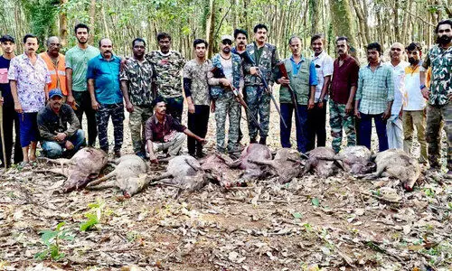 wild boars were shot