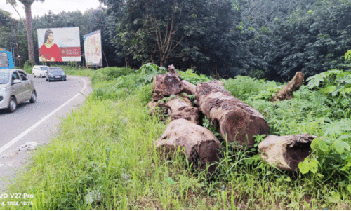 മു​റി​ച്ചി​ട്ട കൂ​റ്റ​ൻ മ​ര​ങ്ങ​ൾ ഭീഷണി; മ​ല​യോ​ര ഹൈ​വേ​യി​ൽ അപകടം പതിവ്