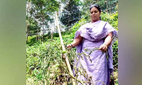 കൃഷിഭവൻ​ നൽകിയ തൈകള്‍ വാടിക്കരിഞ്ഞു