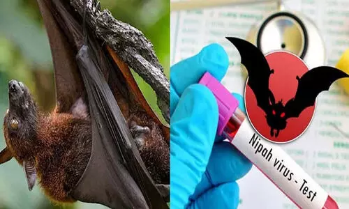 നിപ: 10 പേരുടെ പരിശോധനാ ഫലങ്ങള്‍ കൂടി നെഗറ്റീവ്