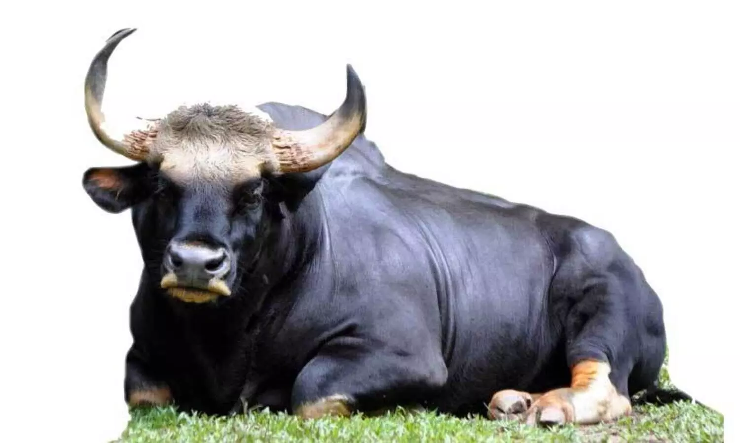 ജനവാസ മേഖലയെ ഭീതിയിലാക്കി കാട്ടുപോത്തുകൾ