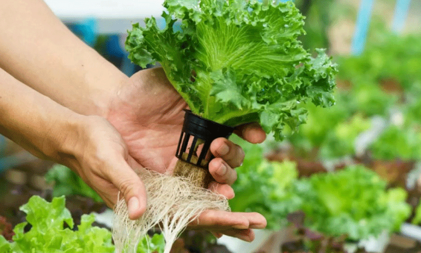 ഇനി വായുവിലും കൃഷിചെയ്യാം ഇനി വായുവിലും കൃഷിചെയ്യാം