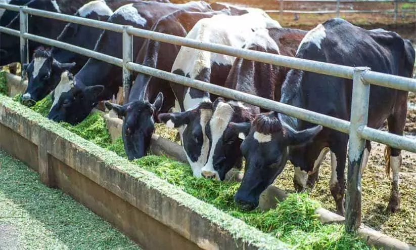 കണക്കുപുസ്തകത്തിൽ നഷ്ടം മാത്രം; കർഷകർ കാലി വളർത്തൽ ഉപേക്ഷിക്കുന്നു കണക്കുപുസ്തകത്തിൽ നഷ്ടം മാത്രം; കർഷകർ കാലി വളർത്തൽ ഉപേക്ഷിക്കുന്നു