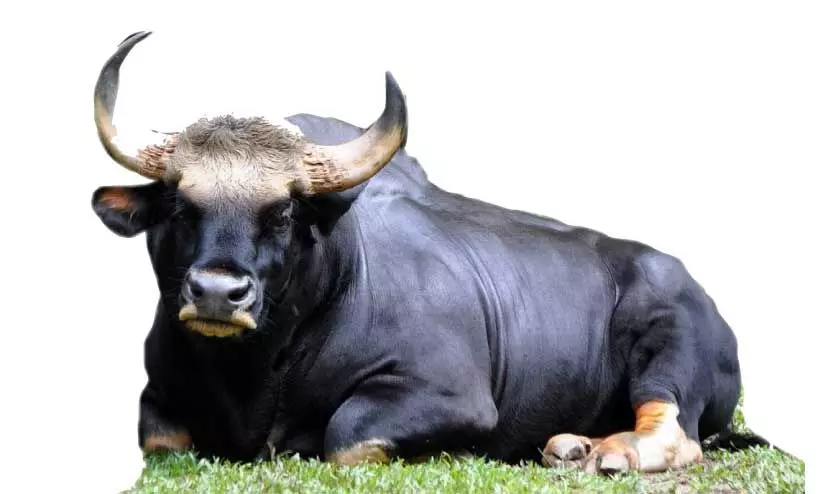 ജനവാസ മേഖലയെ ഭീതിയിലാക്കി കാട്ടുപോത്തുകൾ