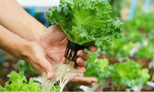 ഇനി വായുവിലും കൃഷിചെയ്യാം ഇനി വായുവിലും കൃഷിചെയ്യാം