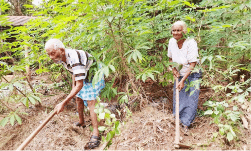 പ്രായം തളർത്താത്ത മനസ്സുമായി കൃഷിയെ സ്നേഹിച്ച മേരിയും വിടവാങ്ങി പ്രായം തളർത്താത്ത മനസ്സുമായി കൃഷിയെ സ്നേഹിച്ച മേരിയും വിടവാങ്ങി