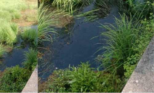 പൊയ്യയിൽ കക്കൂസ് മാലിന്യം തള്ളി